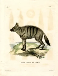 Aardwolf