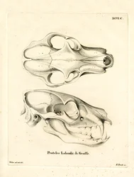 Aardwolf Schedel