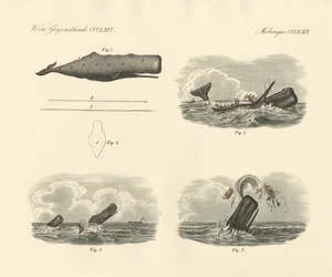 Over de levenswijze en de vangst van de grootkoppige trompetwalvis of potvis