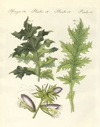 Acanthusplanten