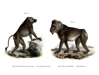 Afrikaanse Baviaan