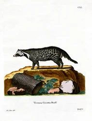 Afrikaanse Civetkat