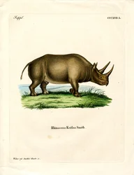 Afrikaanse Neushoorn