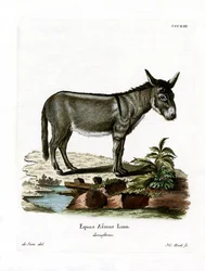 Afrikaanse Wilde Ezel