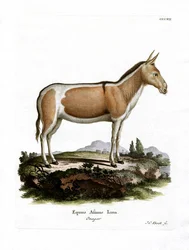 Afrikaanse Wilde Ezel