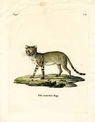 Afrikaanse Wilde Kat