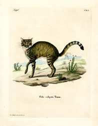 Afrikaanse Wilde Kat