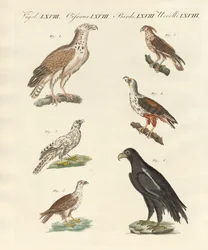 Afrikaanse vogels
