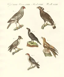 Afrikaanse vogels