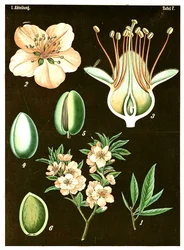 Amandel (Prunus Amygdalus)