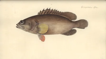 Alphestes afer, voor 1793