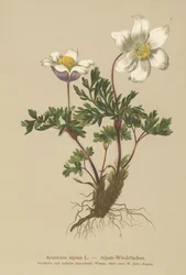 Alpen Anemoon (Anemone alpina, Pulsatilla alpina)