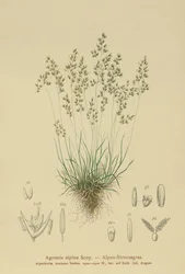 Alpen Struisgras