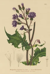Alpen Blauwe Melkdistel