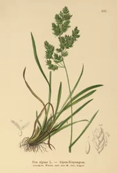 Alpen Beemdgras