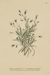 Alpen Campion