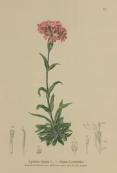Alpen Catchfly