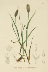 Alpenbeemdlangbloem (Phleum alpinum)