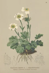 Alpen Boterbloem