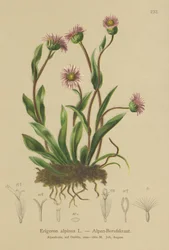 Alpen Vlooienkruid