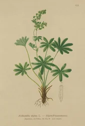 Alpen Vrouwenmantel
