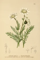 Alpenkamille