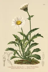 Alpenmargriet