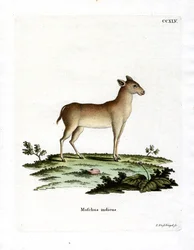 Alpen muskushert