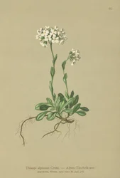 Alpen Pennycress