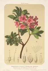 Alpenroos (Rhododendron hirsutum)