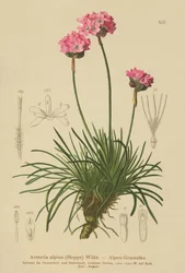 Alpen Engels gras (Armeria alpina)