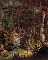 Amazone regenwoud, tafel XXVII uit 