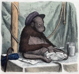 Een opgeleide orang-oetan eet rijst met een lepel. In 