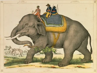 Een olifant gebruikt om op zijn eigen soort te jagen, picturaal pamflet uitgegeven door Joseph Scholz, Mainz, ca. 1860