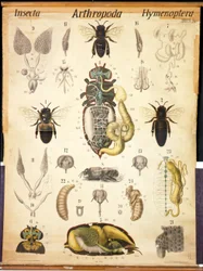 Anatomie van de Apis, No.XXVII, Leuckarts Zoologische Wandkaart, 1877-98