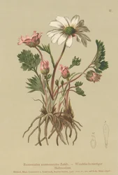 Anemoonachtige Boterbloem