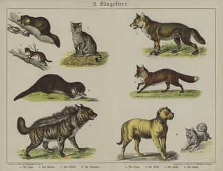 Dieren