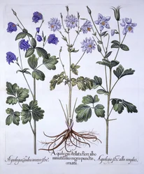Akelei, uit Hortus Eystettensis, door Basil Besler, 1613