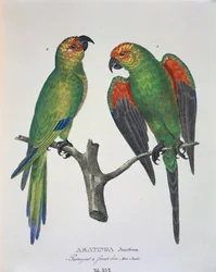 Aratinga Aurifrons (mannetje en vrouwtje), tafel XVI uit 
