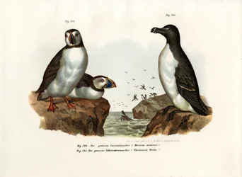 Papegaaiduiker, 1864