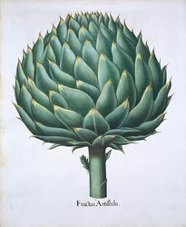 Artisjok uit Hortus Eystettensis