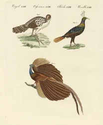 Aziatische vogels