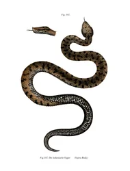 Asp Adder