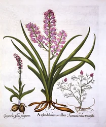 Affodil, Gebrande Orchidee en Fumaria Spicata, uit Hortus Eystettensis, door Basil Besler, 1613