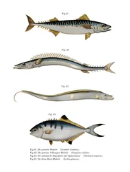 Atlantische makreel