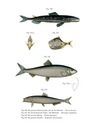 Atlantische Saury