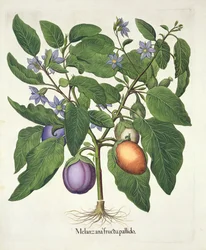 Aubergine: Melanzana fructu pallido, uit de Hortus Eystettensis door Basil Besler (1561-1629), pub. 1613