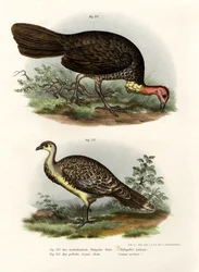 Australische Borstelturkey, 1864