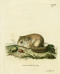 Australische dwergvliegende phalanger