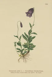 Oostenrijkse Klokjesbloem